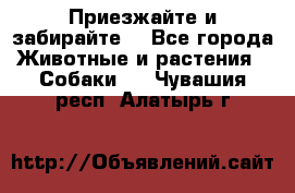 Приезжайте и забирайте. - Все города Животные и растения » Собаки   . Чувашия респ.,Алатырь г.